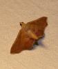 Endotricha flammealis